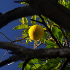 IMGP7434rgrs