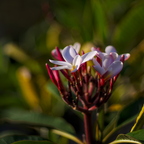 IMGP7439rgrs