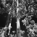 P7072207rgr
