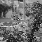 P7132616