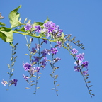 IMGP8854
