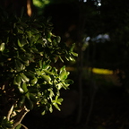IMGP8945