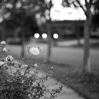 IMGP9174rgbw