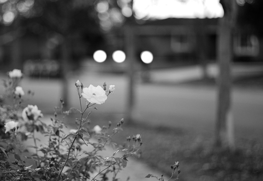 IMGP9174rgbw