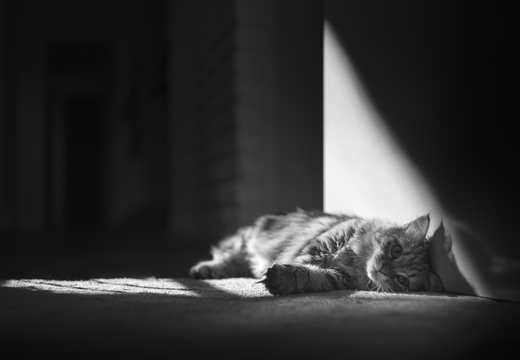IMGP9406rg-bw