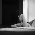 IMGP9421rg-bw