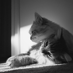 PC037256