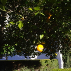 IMGP0147