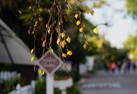 IMGP0283