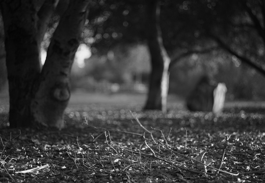 IMGP0297-1