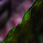 IMGP0546-1