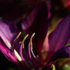 P2089010