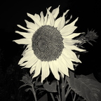 GR000824rg