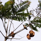 P5189575