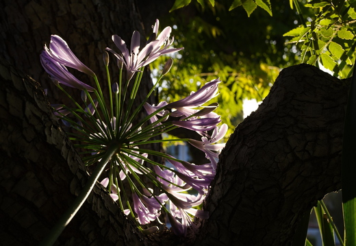 IMGP0817-1