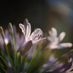 IMGP0899
