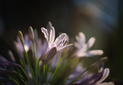 IMGP0899