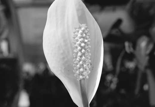 GR000505-3