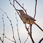 P6032468rg