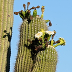 P6042508rg