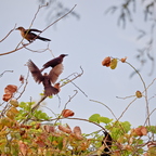P6052781rg