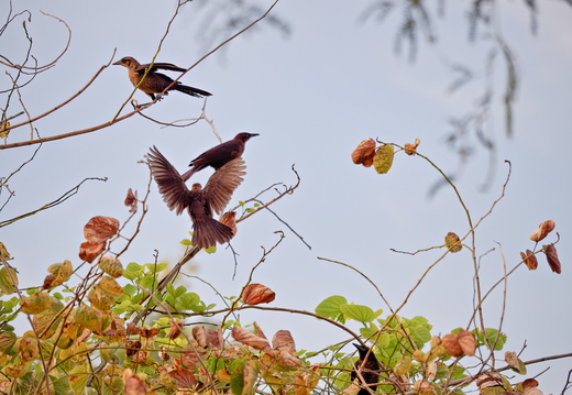 P6052781rg