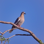 P6184276rg