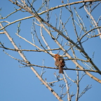 P6224584rg