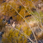 P6234651rg