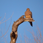 P6244712rg