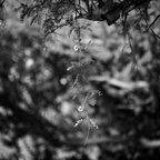 P6244715rg