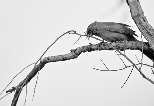 P6264753rg