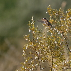 P6304958rg