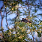 P7065095rg