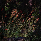 P7115140rg