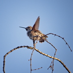 P7165275rg