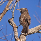 P7175327rg