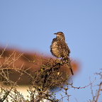 P7275468rg