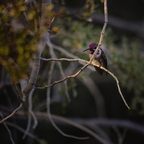 P8035491rg