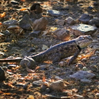 P8055496rg