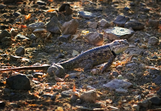 P8055496rg