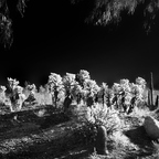 20201109 083505rg2