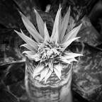 R0001217rg
