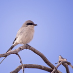 P1086236rg