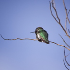 P1126240rg