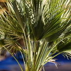 P1166255rg