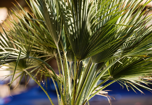 P1166255rg