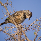 P1166287rg