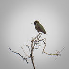P2016532rg