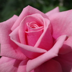 R0000262rg